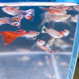 GUPPY MIX