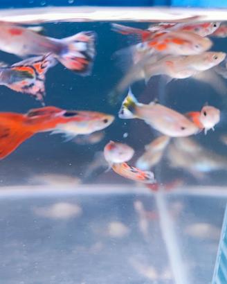 GUPPY MIX