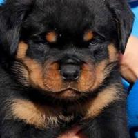 Rottweiler cucciola femmina con pedigree
