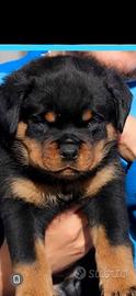 Rottweiler cucciola femmina con pedigree