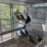 Canarini verde selvatico,Agata,Arlecchino portoghe