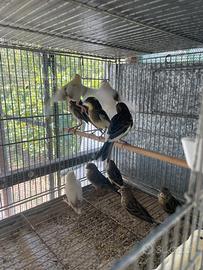 Canarini verde selvatico,Agata,Arlecchino portoghe