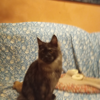 Maine Coon Maschietti Black Smoke