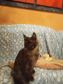 Maine Coon Maschietti Black Smoke