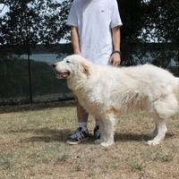 Adozione gratuita