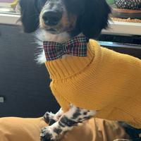 Bassotto piebald pelo lungo per accoppiamento