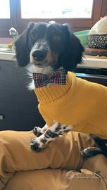 Bassotto piebald pelo lungo per accoppiamento