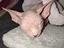 Immagine 4