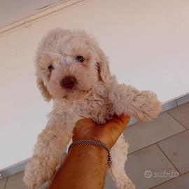 Lagotto femmina