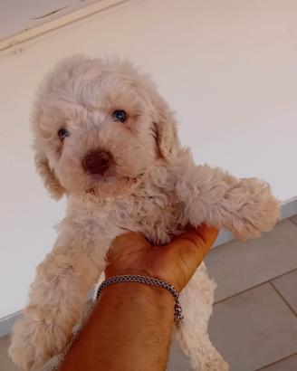 Lagotto femmina