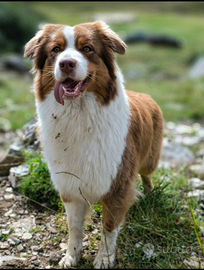 Australian shepherd / pastore australiano