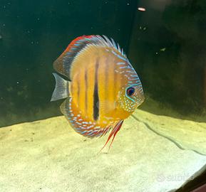 Discus wild