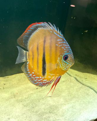 Discus wild