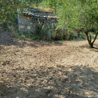 Uliveto terreno agricolo