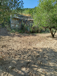 Uliveto terreno agricolo