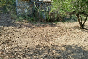 Uliveto terreno agricolo