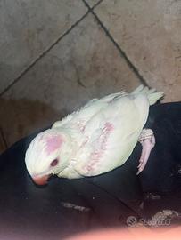 Pappagalli