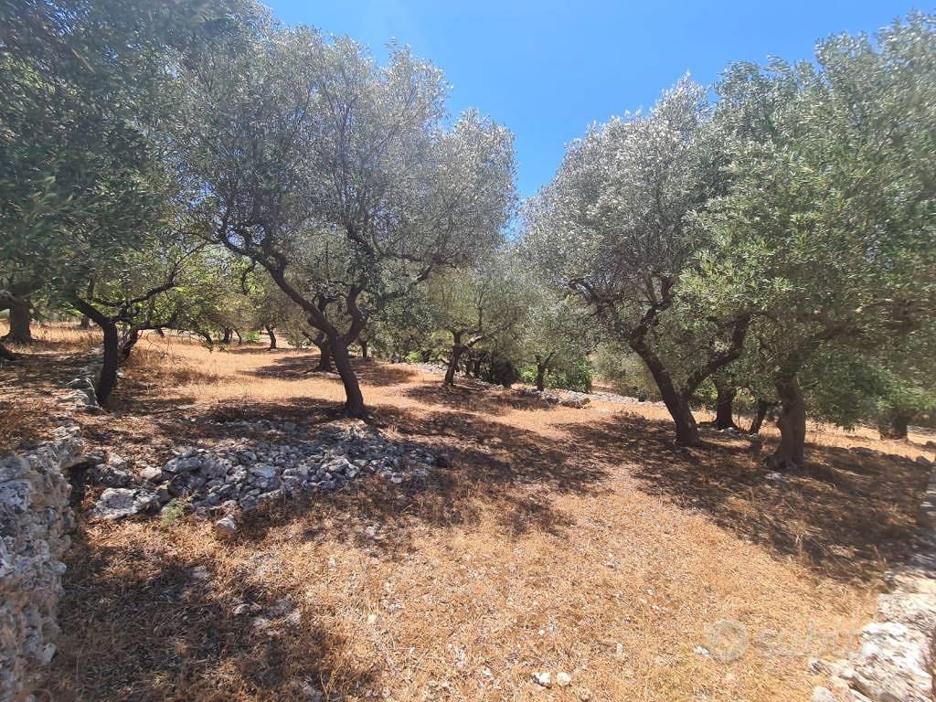 Terreno di 3550 m² a Alberobello - Vista 5