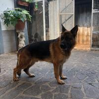 Pastore tedesco maschio