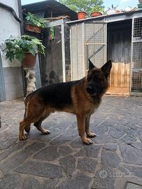 Pastore tedesco maschio