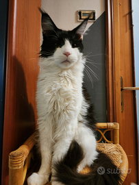 Maine coon giovani e adulti