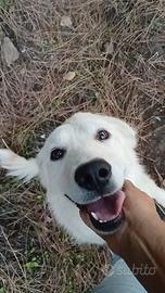 Maelle, meticcia stupenda e socievole 2 anni