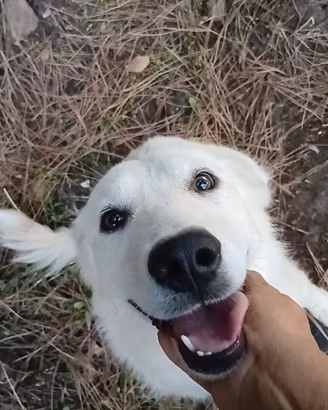 Maelle, meticcia stupenda e socievole 2 anni