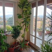 pianta da ufficio ficus lyrata 2,70 metri