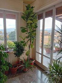 pianta da ufficio ficus lyrata 2,70 metri