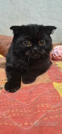 scottish fold 