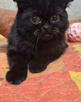 scottish fold 