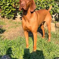 Bracco ungherese vizsla disponibile per monte