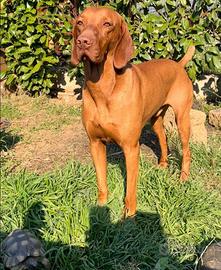 Bracco ungherese vizsla disponibile per monte
