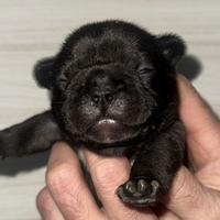 Bulldog Francese maschi