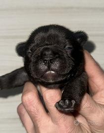 Bulldog Francese maschi