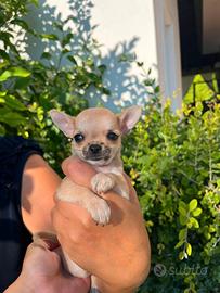 Chihuahua Toy Mini