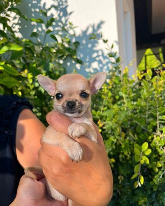 Chihuahua Toy Mini