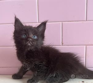 Maine Coon da prenotare