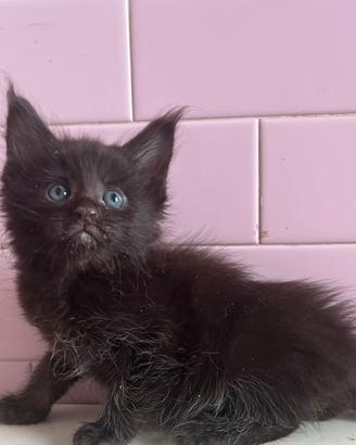 Maine Coon da prenotare