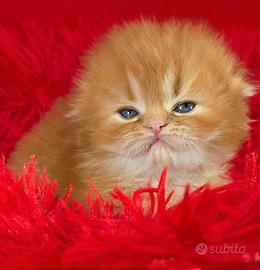 Highland fold maschio rosso