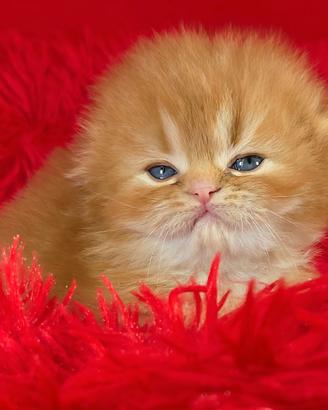 Highland fold maschio rosso