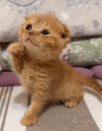 Cuccioli di scottish fold