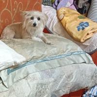 Cucciola meticcia