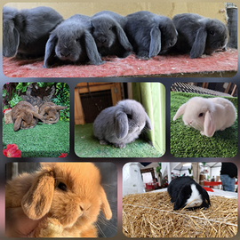 Conigli razza ariete nano