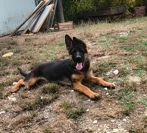 cuccioli disponibili mesi tre  