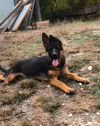cuccioli disponibili mesi tre  