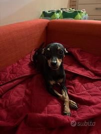 Pinscher mini toy per monta
