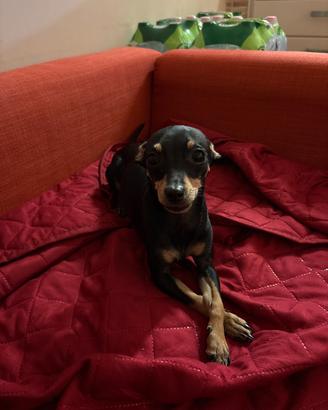 Pinscher mini toy per monta