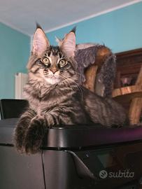 Maine coon con pedigree