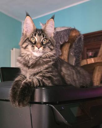Maine coon con pedigree